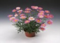 ARGYRANTHEMUM ROSA